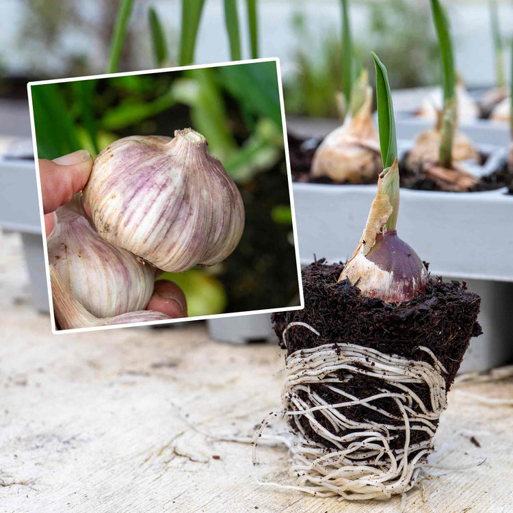 Pre-Rooted Garlic 'Kingsland Wight'