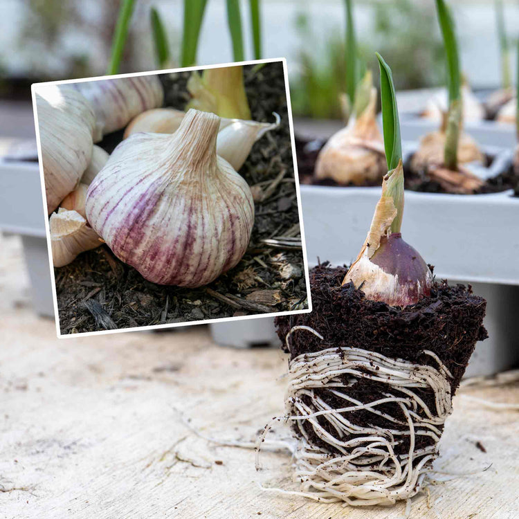 Pre-Rooted Garlic 'Rhapsody Wight'