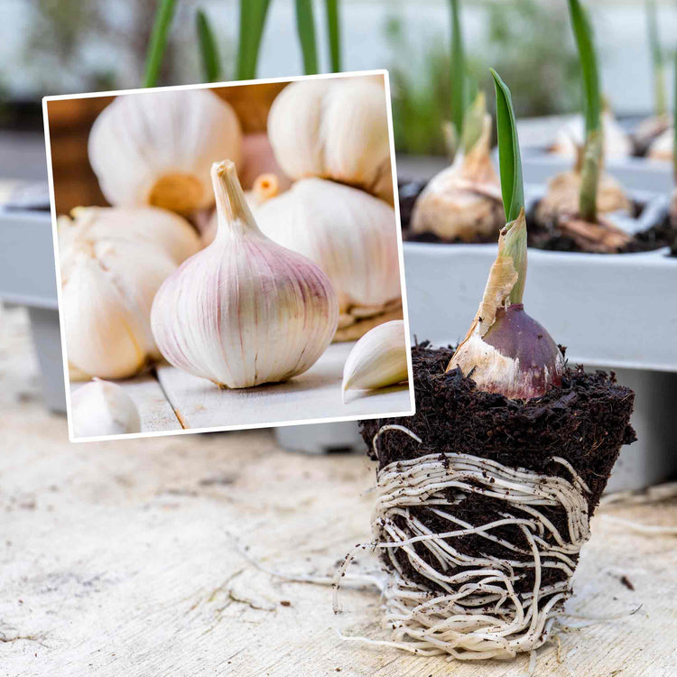 Pre-Rooted Garlic 'Topadrome'