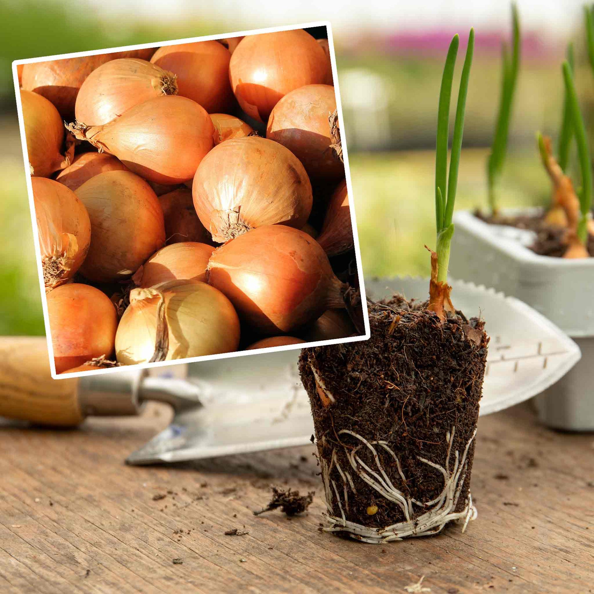 Onion 'Autumn Champion' 12 PreRooted Sets Buy Onion Sets Online