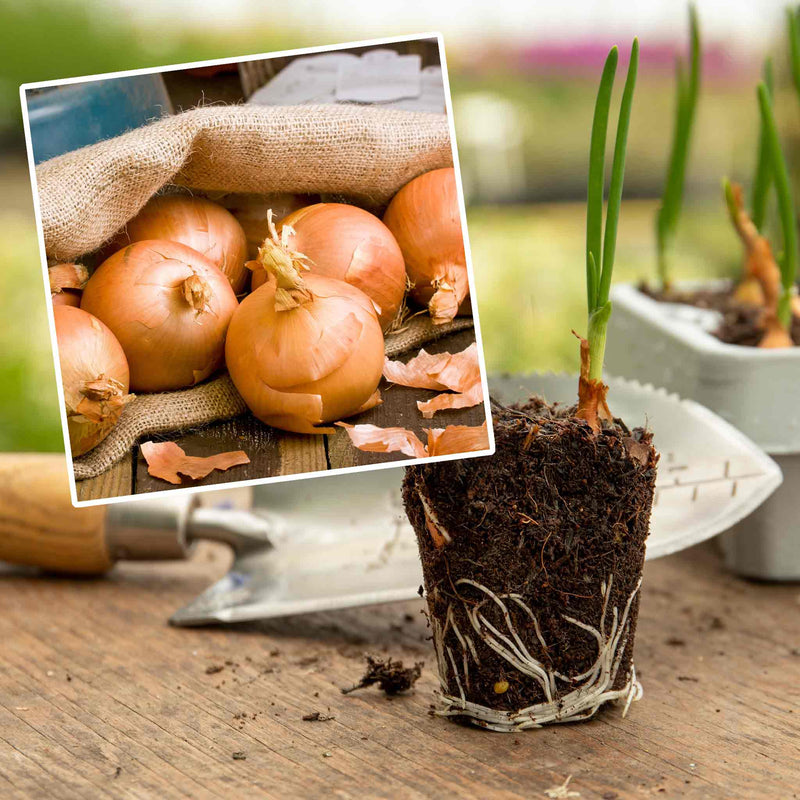 Pre-Rooted Onion 'Radar'