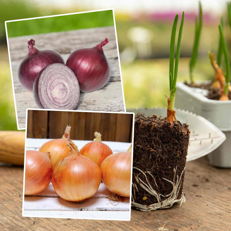 Pre-Rooted Onions Autumn 'Red and White' Mix