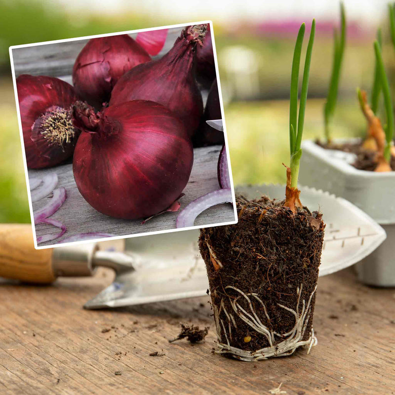 Pre-Rooted Onion 'Red Baron'