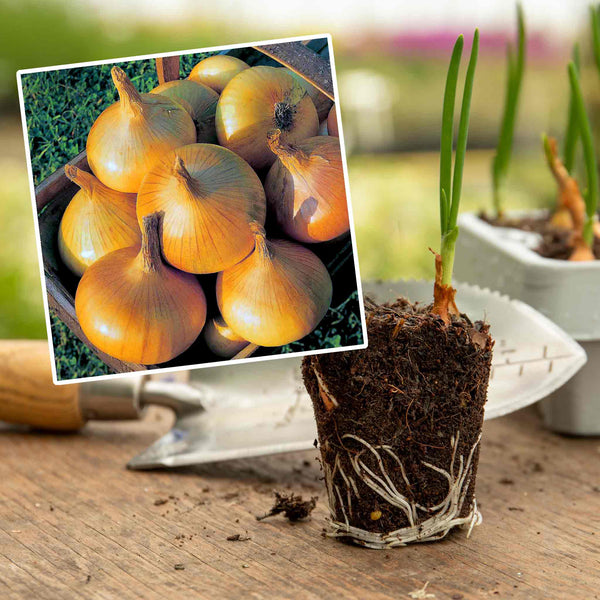 Pre-Rooted Onion 'Senshyu Yellow'