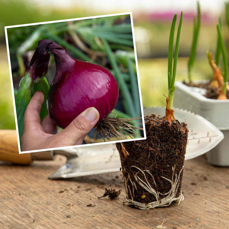 Pre-Rooted Onion 'Karmen'