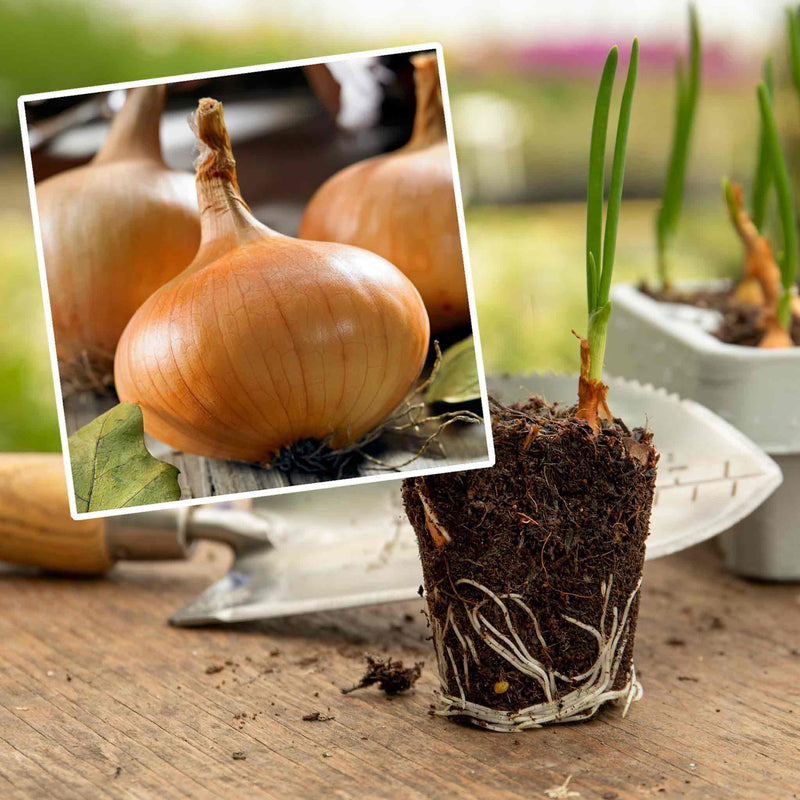 Pre-Rooted Onion 'Stuttgarter Riesen'