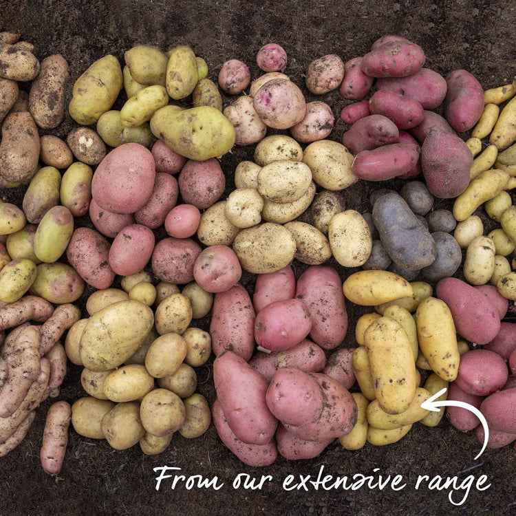 Seed Potato Marshalls Garden Collection