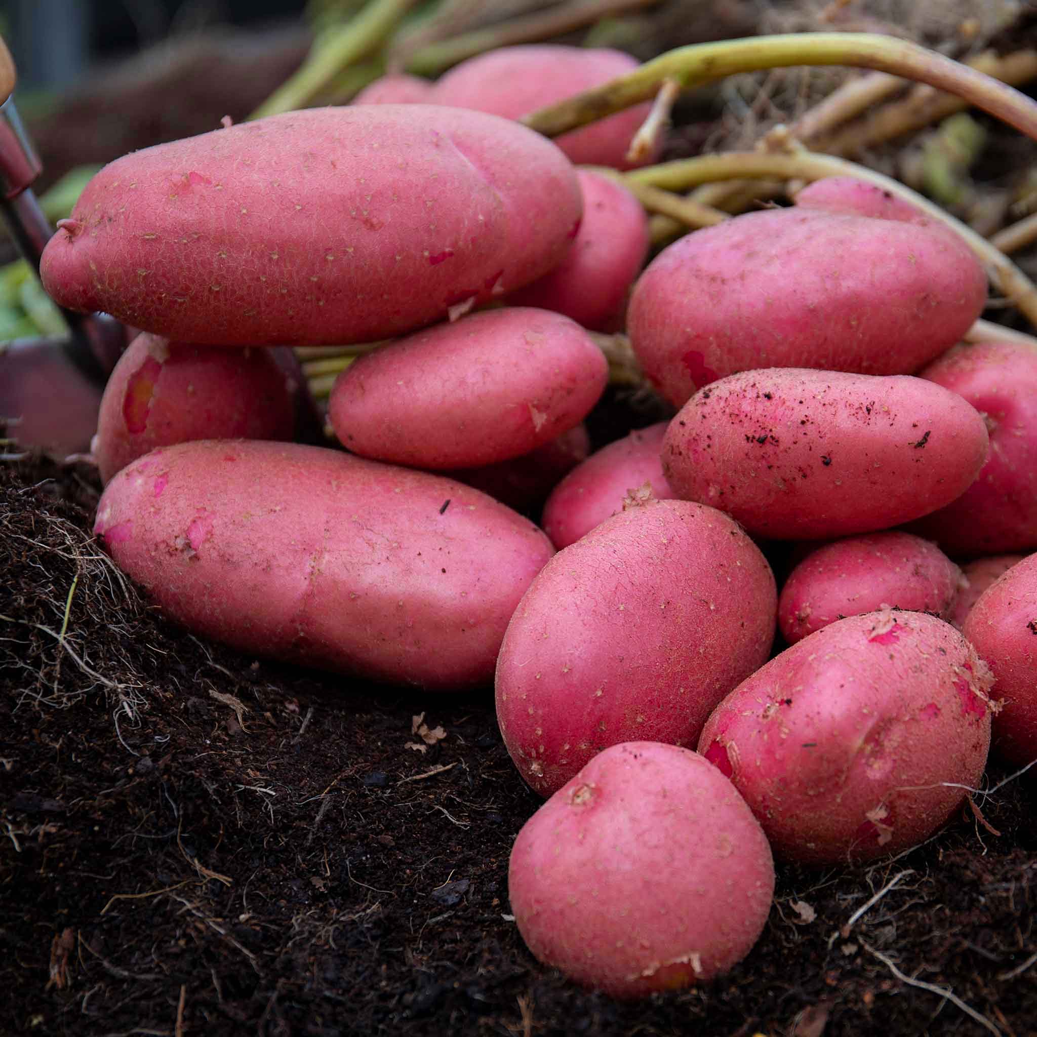 Java Potato Freip Seed Potato 'Java' | Marshalls Garden
