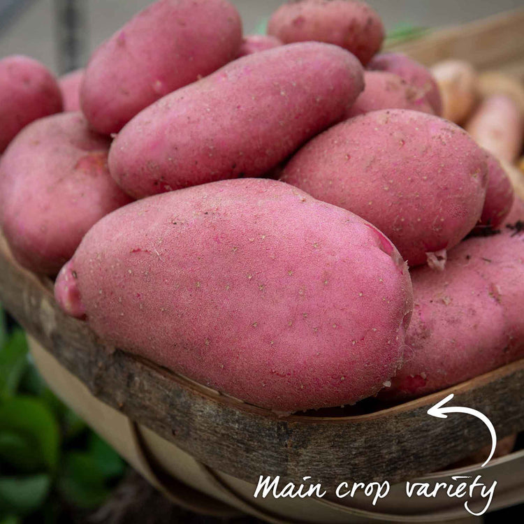 Seed Potato 'Java'