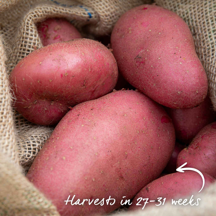 Seed Potato 'Java' | Marshalls Garden
