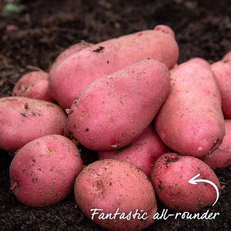 Seed Potato 'Java' | Marshalls Garden