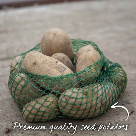 Seed Potato Grow Kit 'Maris Piper'