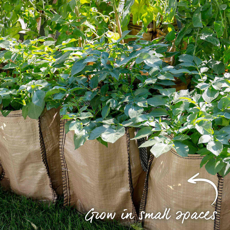 Seed Potato Grow Kit 'Maris Piper'