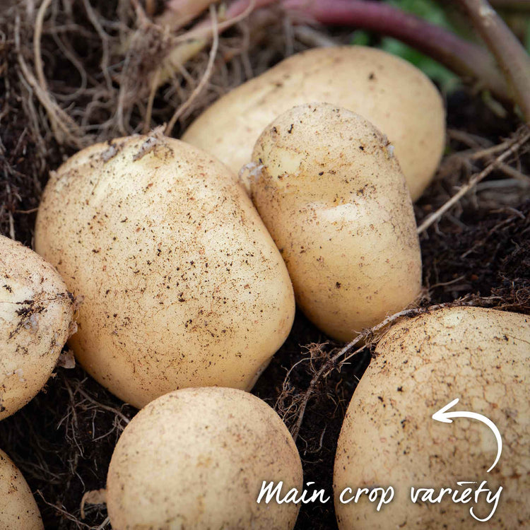 Seed Potato Grow Kit 'Maris Piper'