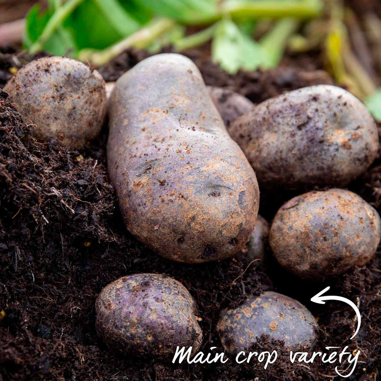 Seed Potato 'Blue Annelise'