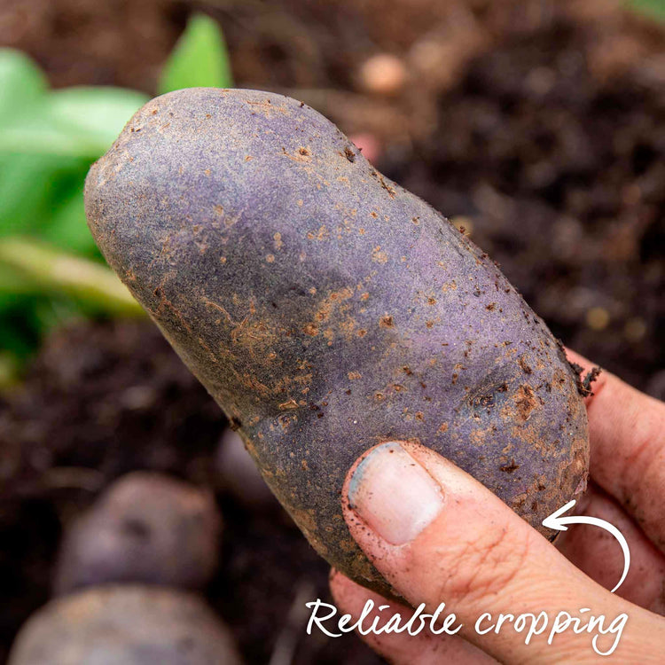 Seed Potato 'Blue Annelise'