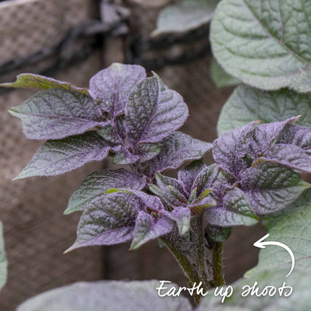 Seed Potato 'Blue Annelise'