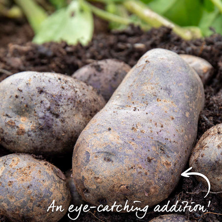 Seed Potato 'Blue Annelise'