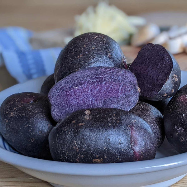 Seed Potato 'Blue Annelise'