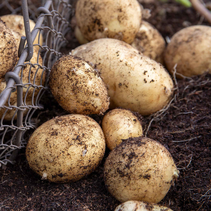 Albert Bartlett Seed Potato 'Vivaldi'