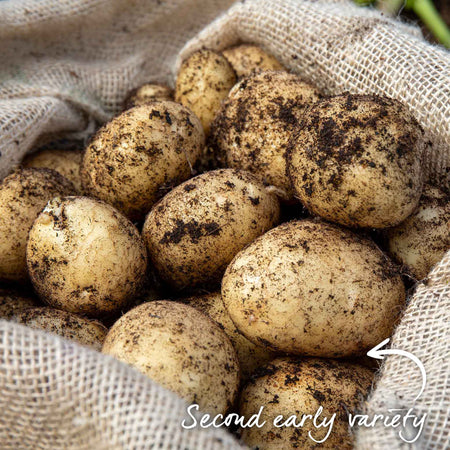 Albert Bartlett Seed Potato 'Vivaldi'