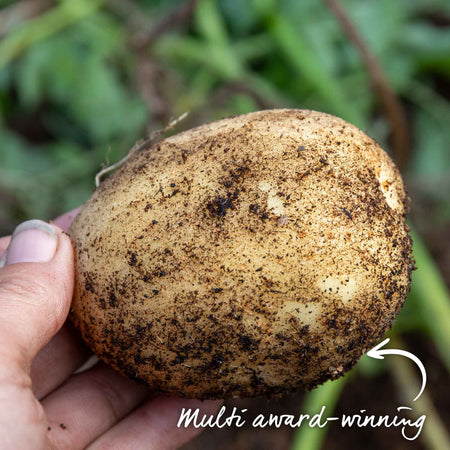 Albert Bartlett Seed Potato 'Vivaldi'