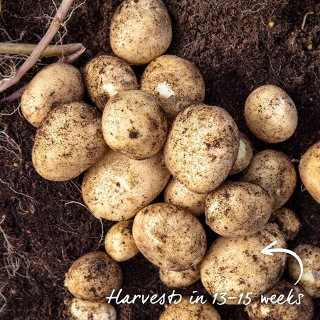 Albert Bartlett Seed Potato 'Vivaldi'