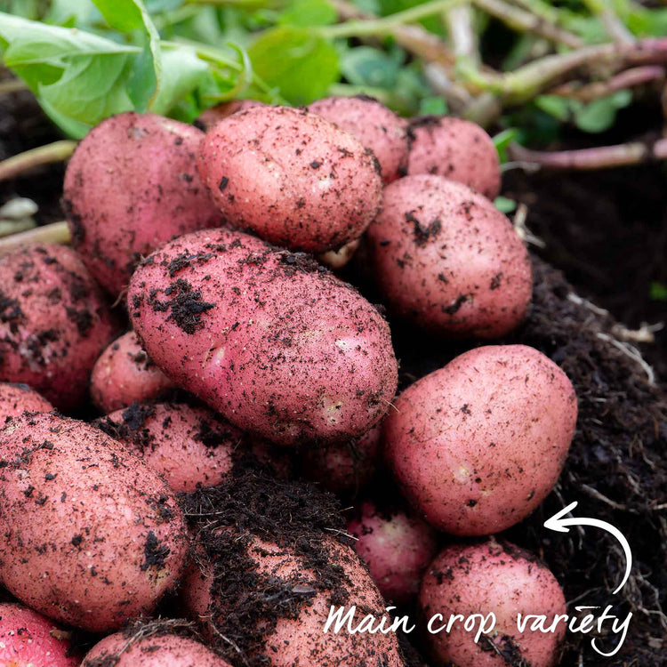 Albert Bartlett Seed Potato 'Rooster'