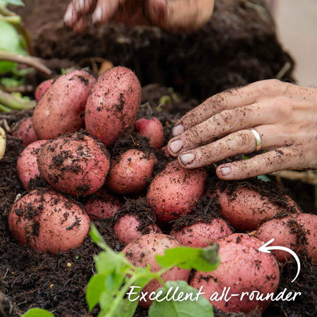 Albert Bartlett Seed Potato 'Rooster'