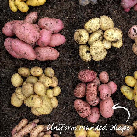 Albert Bartlett Seed Potato 'Rooster'