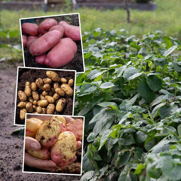 Seed Potato Disease Resistant Collection