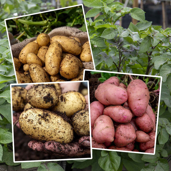 Seed Potato Kitchen Garden Collection