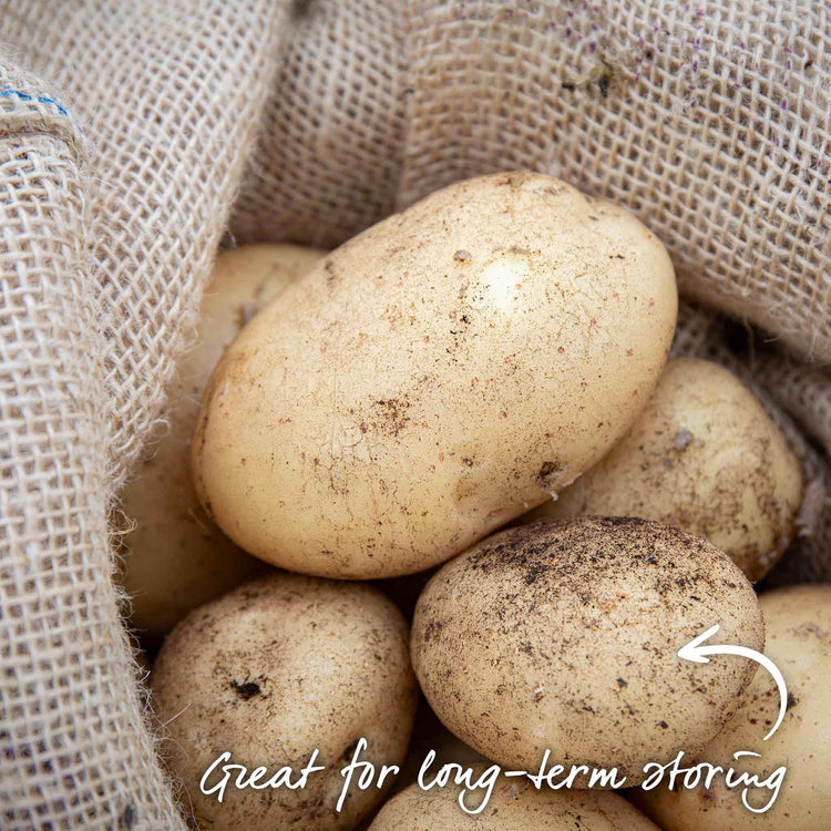 Seed Potato Kitchen Garden Collection