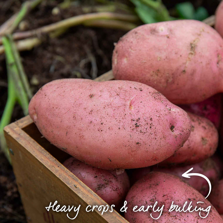 Seed Potato Kitchen Garden Collection