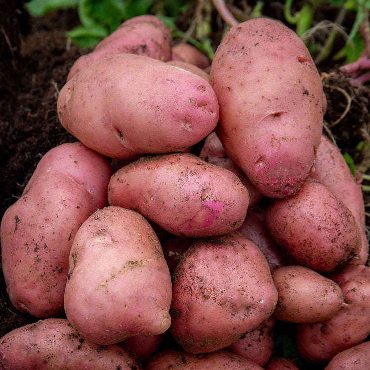 Seed Potato 'Desiree'