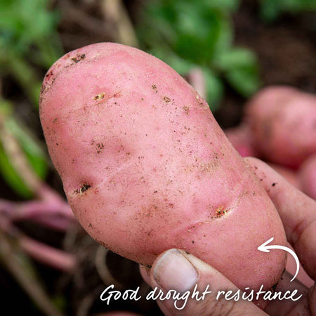 Seed Potato 'Desiree'