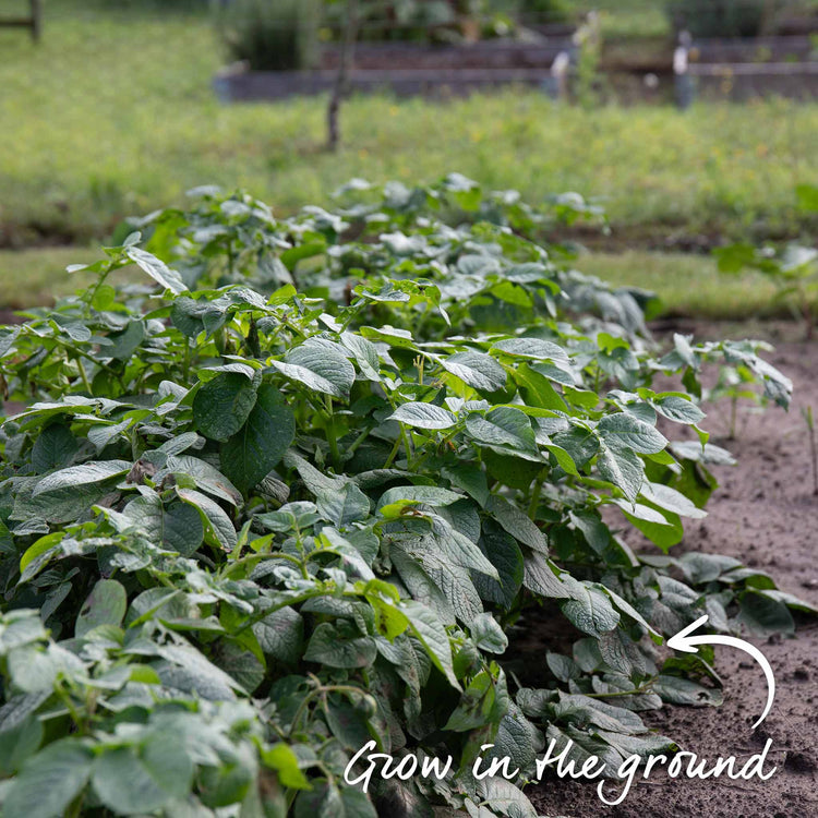 Pre-Chitted Seed Potato 'Desiree'