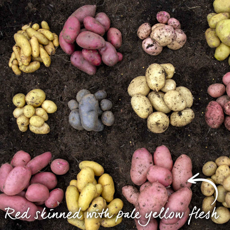 Seed Potato 'Desiree'