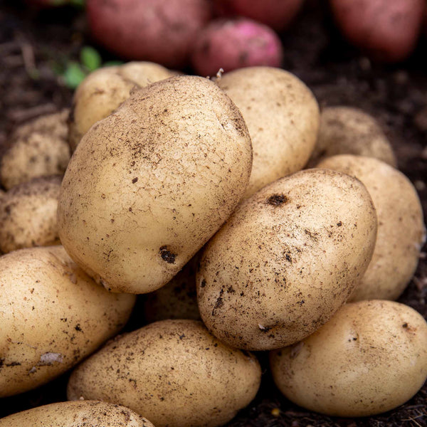 Seed Potato 'Duke of York'