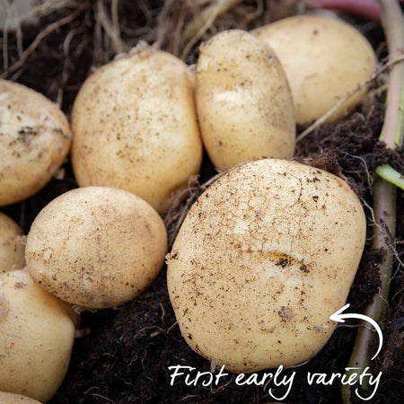 Seed Potato 'Duke of York'