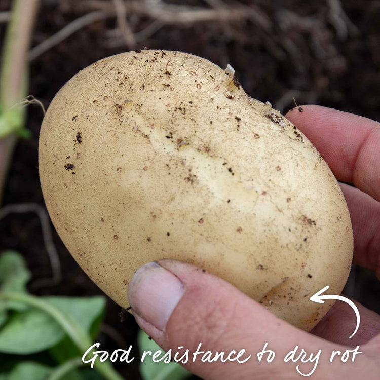 Seed Potato 'Duke of York'