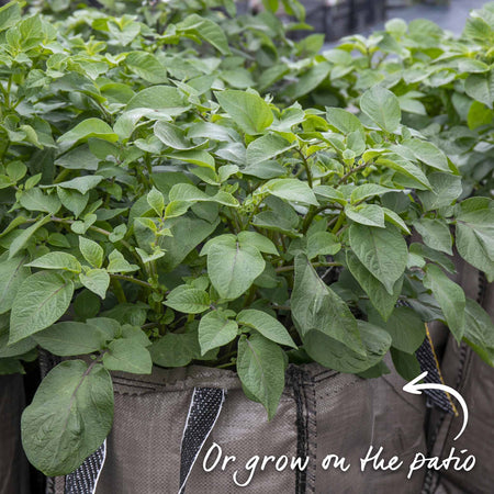 Seed Potato 'Duke of York'