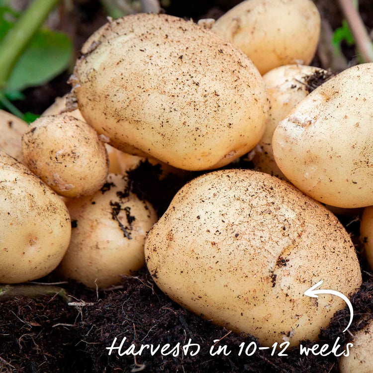 Seed Potato 'Duke of York'