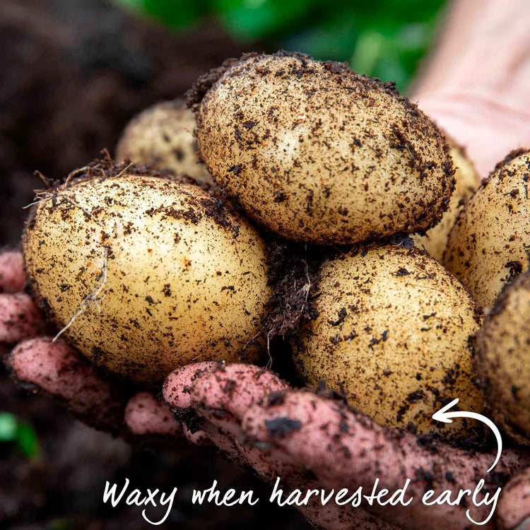 Seed Potato 'Duke of York'