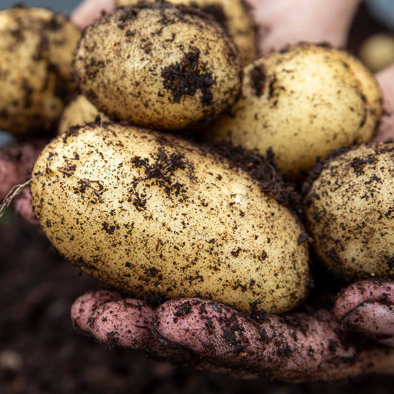 Seed Potato 'Maris Piper'