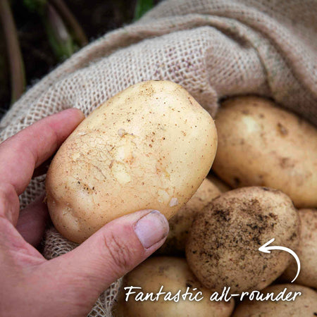 Seed Potato 'Maris Piper'