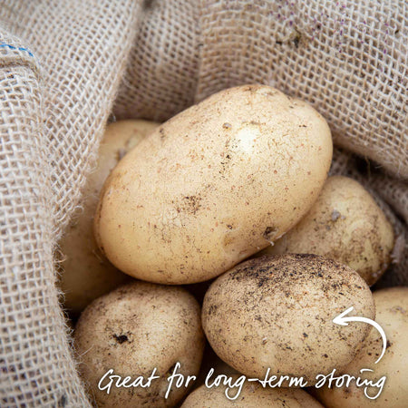 Seed Potato 'Maris Piper'