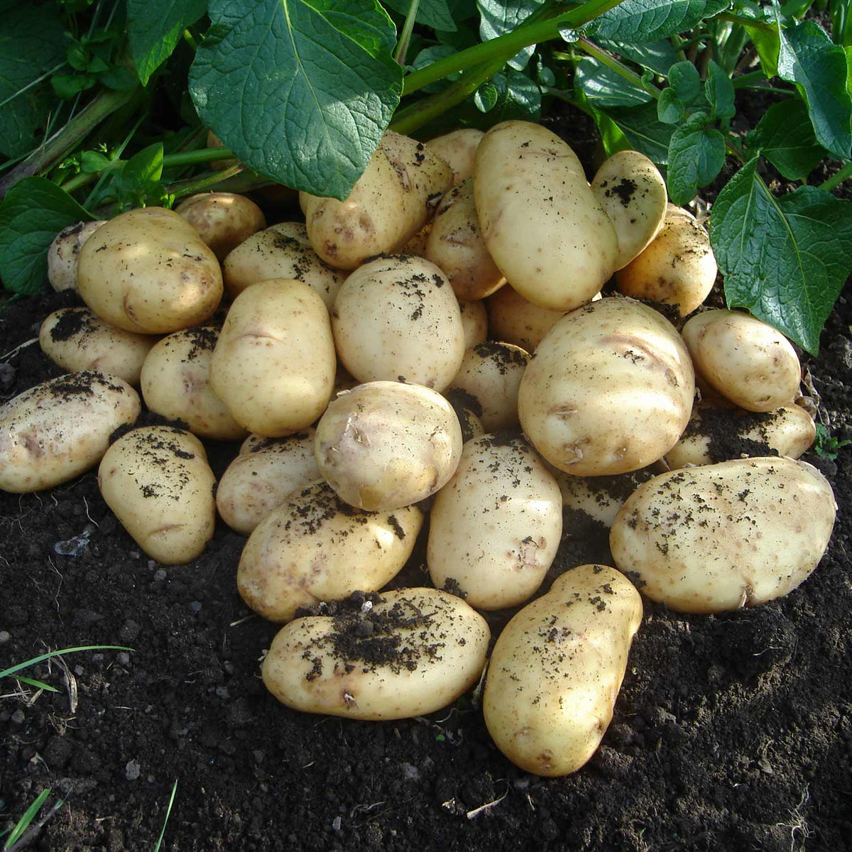 International Kidney Seed Potatoes