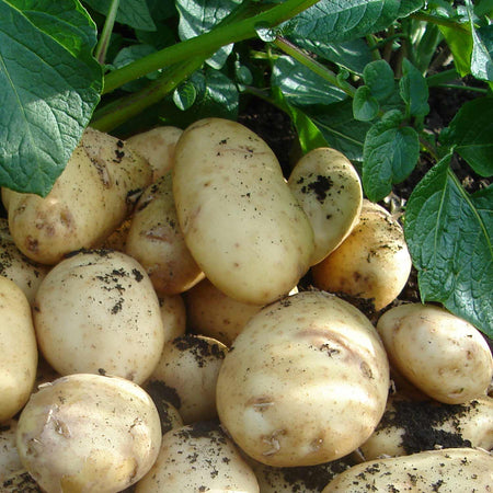 International Kidney Seed Potatoes