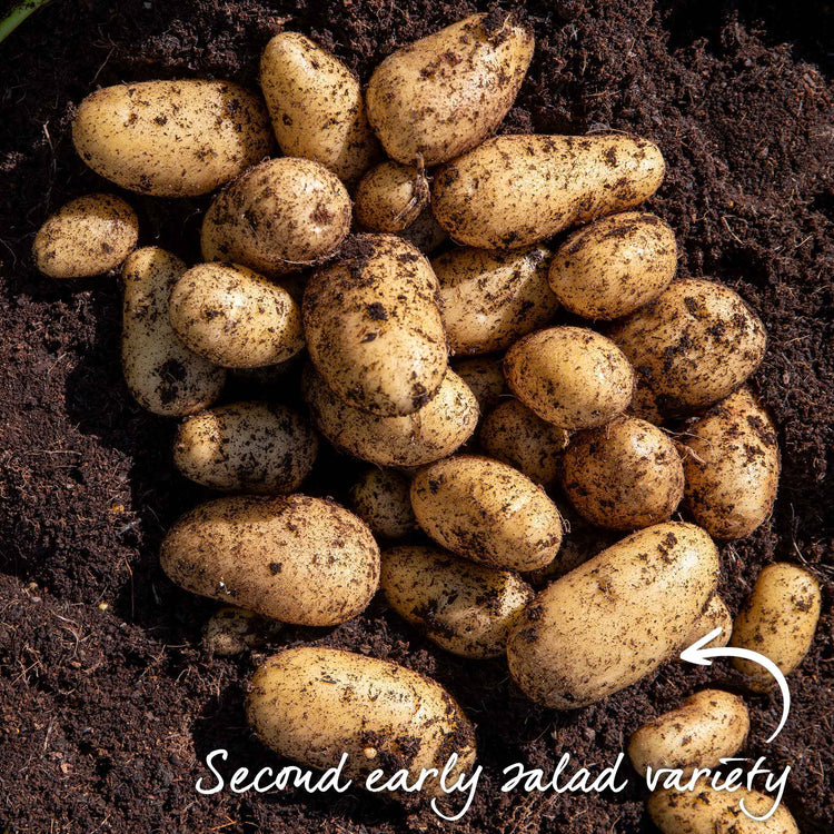 Seed Potato Small Plot Collection